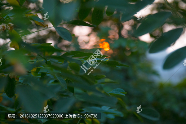 樹葉