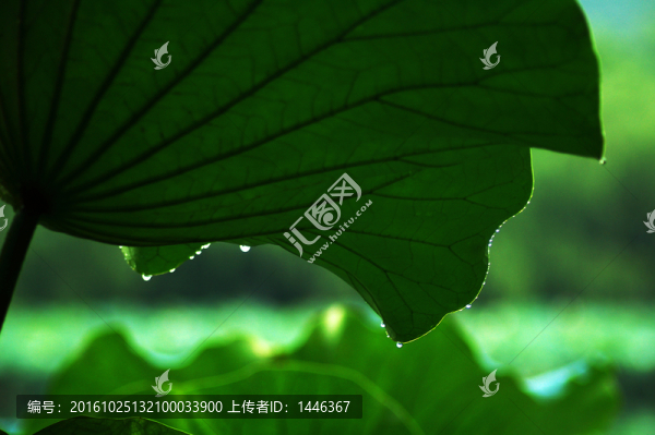 雨中荷葉