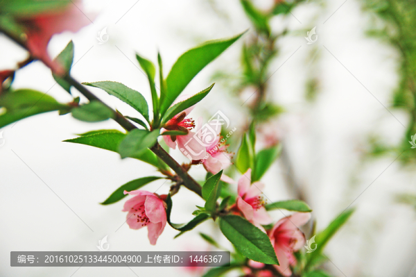 桃花