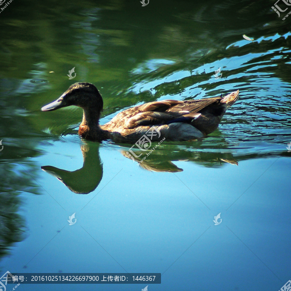 西湖,野鴨