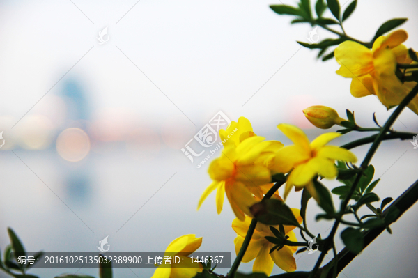 迎春花