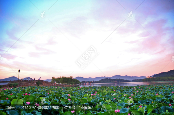 西湖,白堤,荷花