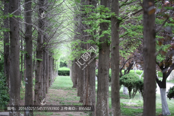 松樹林