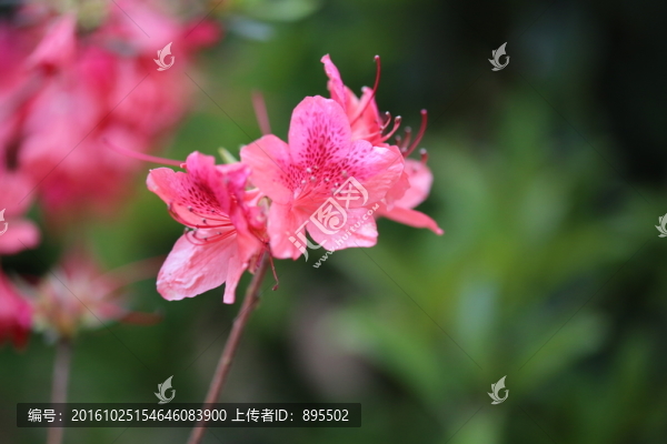 花朵特寫