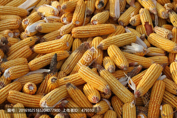 玉米,收玉米