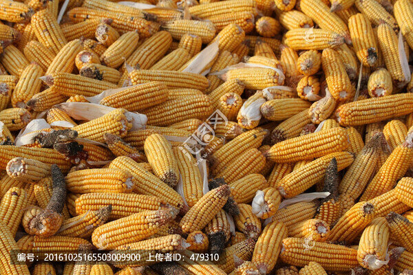 玉米,收玉米,曬玉米,玉米堆