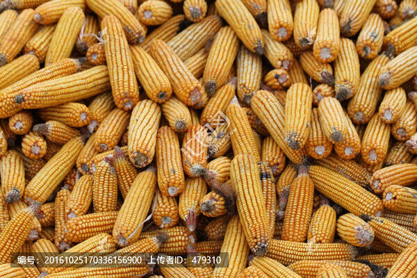 玉米,收玉米,曬玉米,玉米堆