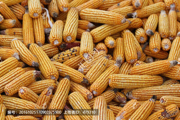 玉米,收玉米,曬玉米