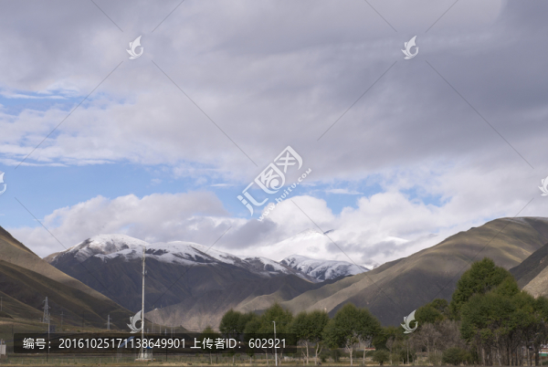 雪山,樹木