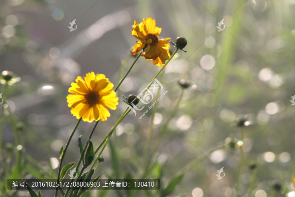 金盞菊