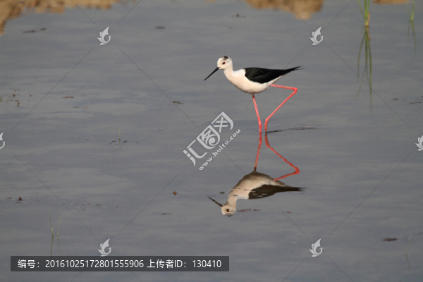 黑翅長腳鷸