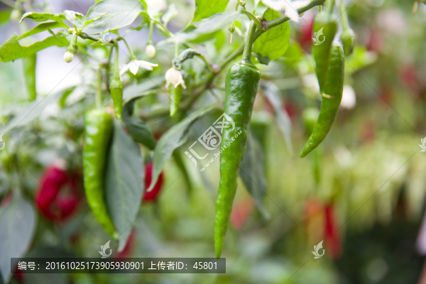 辣椒