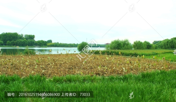 濕地,殘荷