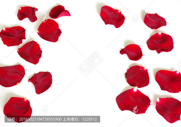玫瑰花瓣