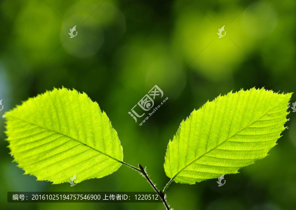 綠色的葉子