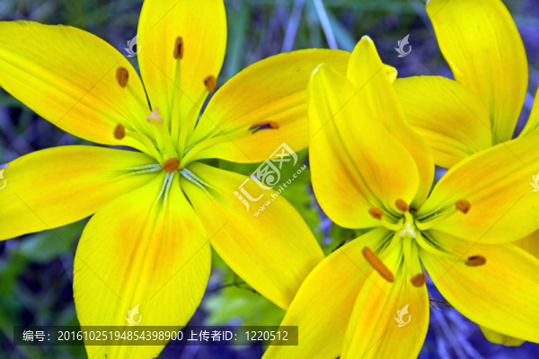 黃色的百合花