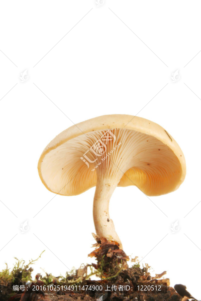 從下面看單毒蕈