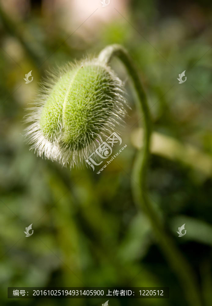 罌粟花蕾