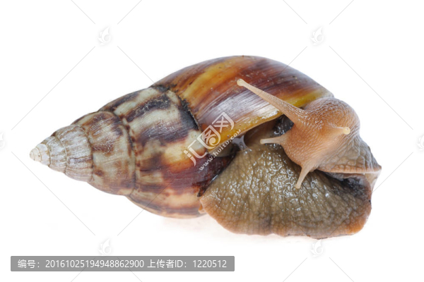 大蝸牛