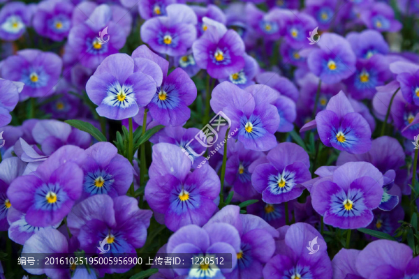 藍(lán)色的紫羅蘭
