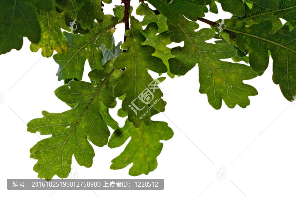 橡樹葉