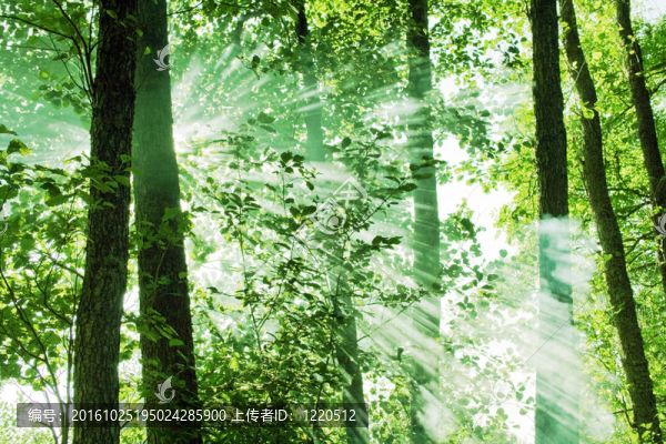 太陽光束