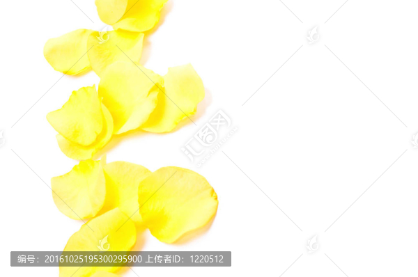 黃色的花瓣