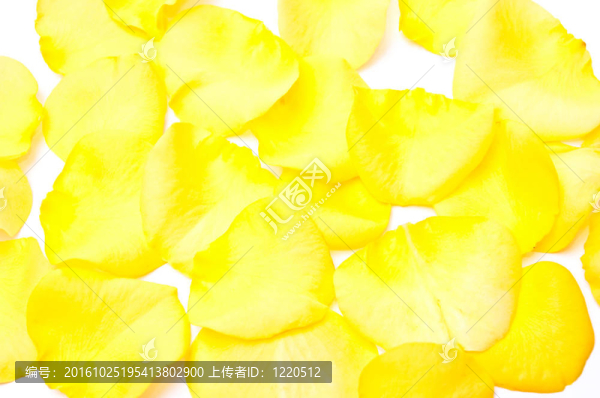 黃色的花瓣