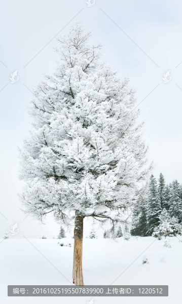 雪景