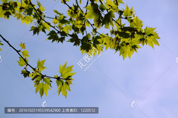 綠色的楓葉
