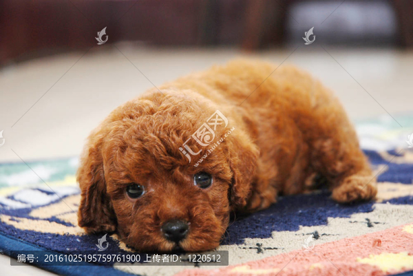 紅色玩具貴賓犬
