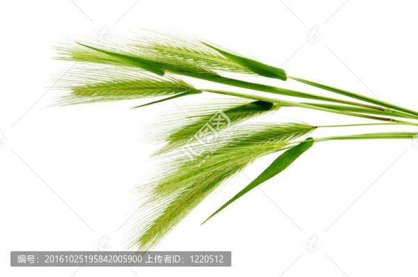 大麥穗