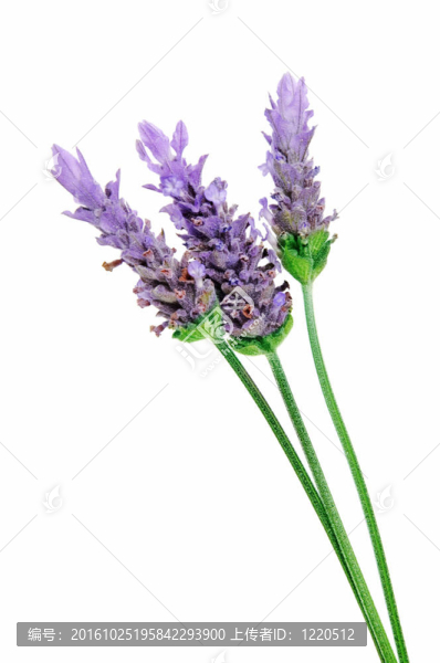 薰衣草