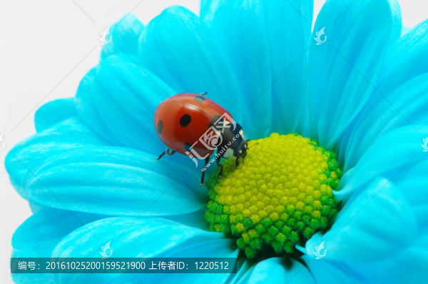 花上的瓢蟲