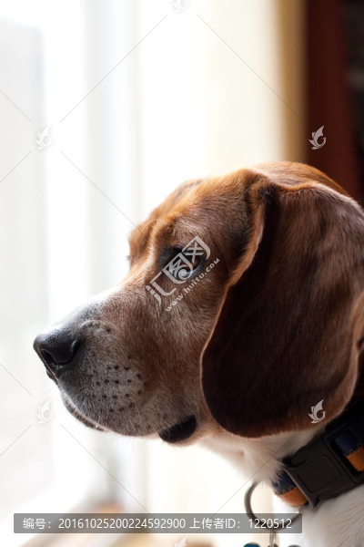 警戒犬