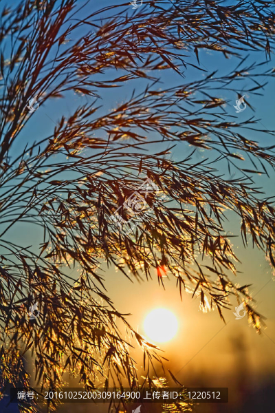 光榮的一天-太陽升起在涼爽的夏日早晨