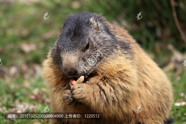 土撥鼠