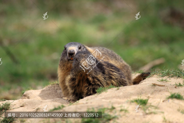 土撥鼠