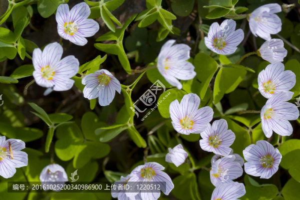 白花酢漿草
