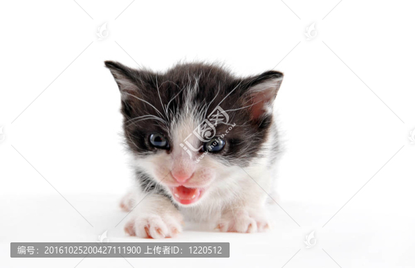 小貓