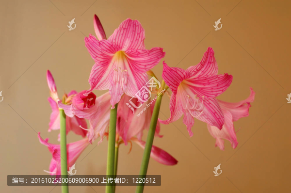 粉色的百合花