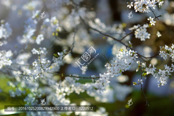 早春梅花