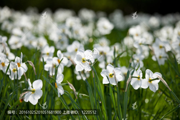 春水仙花田野