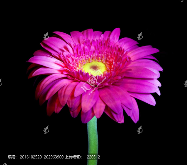一種選擇性照明創(chuàng)造一個(gè)可愛的效果gerbia特寫