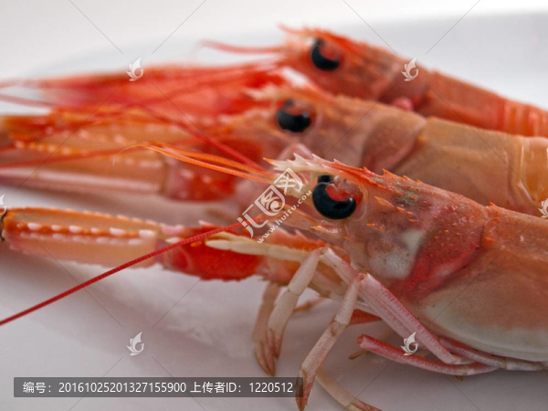 亞得里亞海的蝦