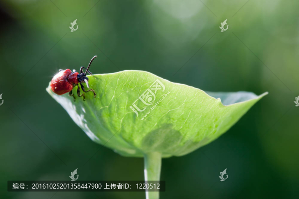 紅色的盔甲