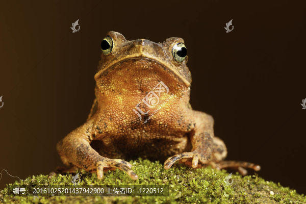 蟾蜍在苔蘚