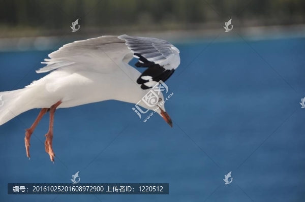 海鷗