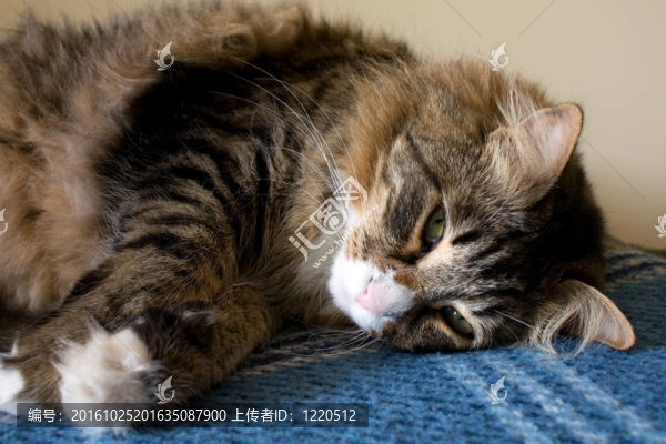 Maine,Coon,Kitty休息