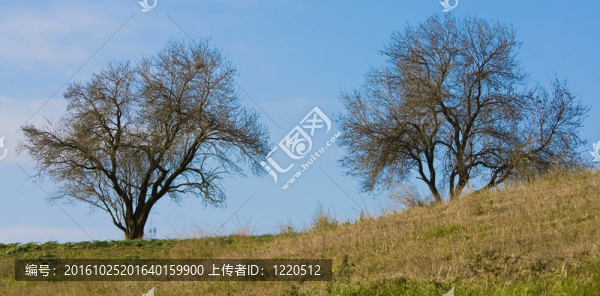 秋天背景-樹(shù)在山上